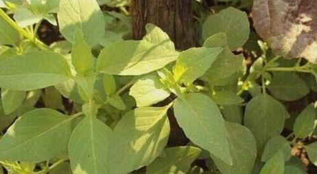 荆芥|家里种荆芥,从播种到收获,只需一个小窍门,长得可疯了