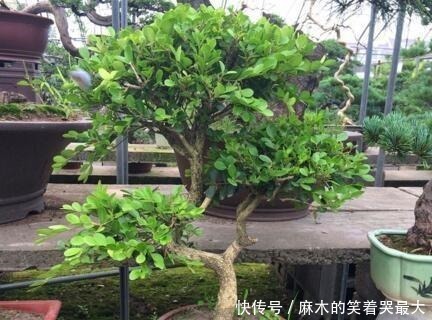 马齿苋树|聪明人喜欢“2绿植”,养人还旺财,枝条变老后,就成“镇家宝”!