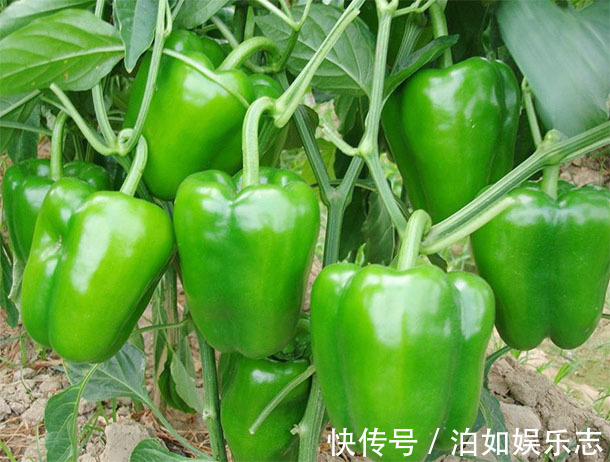 长寿|中老年人想“长寿”4种食物要多吃,提高免疫力养生更长寿