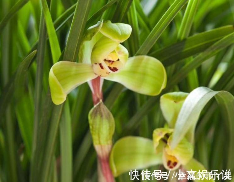 沙漠玫瑰|清新迷人的几种花卉,花香易打理,开花艳丽惹人爱,沾土就活