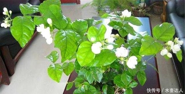 养殖|新买茉莉花猛掉花苞?赶快去做好这3点,新叶长得快,花开得多