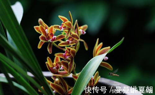 人养花,花也养人,摆上三种花,寓意好颜值好,对身心健康有好处