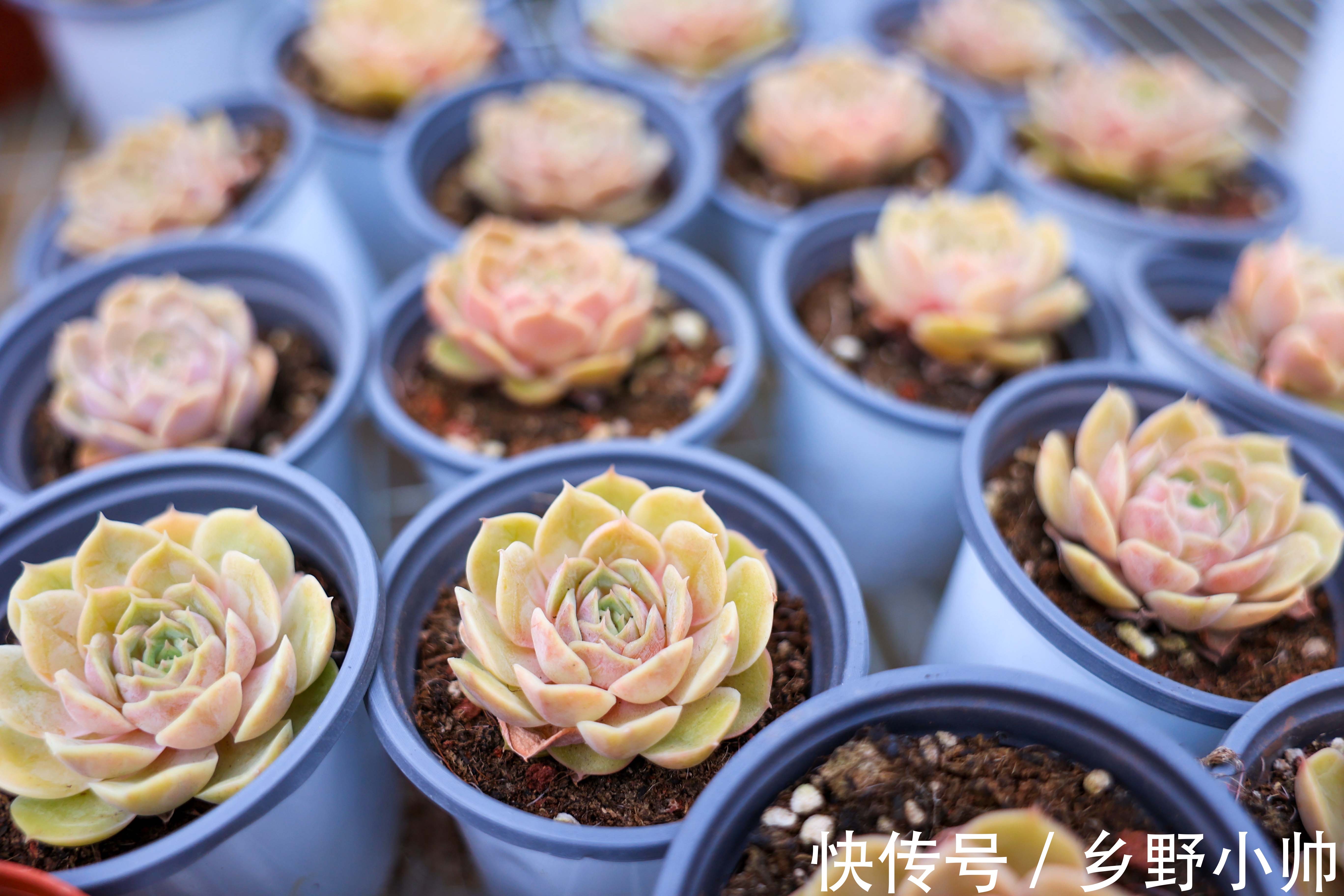 美杜莎|入秋后的第二次上新,多肉开始慢慢出状态,收获不一样的风景