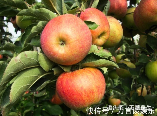 排毒养颜|让人倒下的不是病,而是无知!吃苹果的2大禁忌,大家来了解下