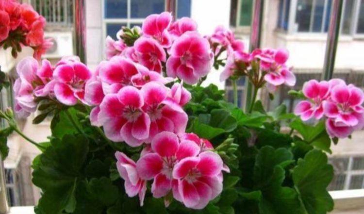 4种花美的出奇，一盆几十块，添绿意清空气，格调品味高！