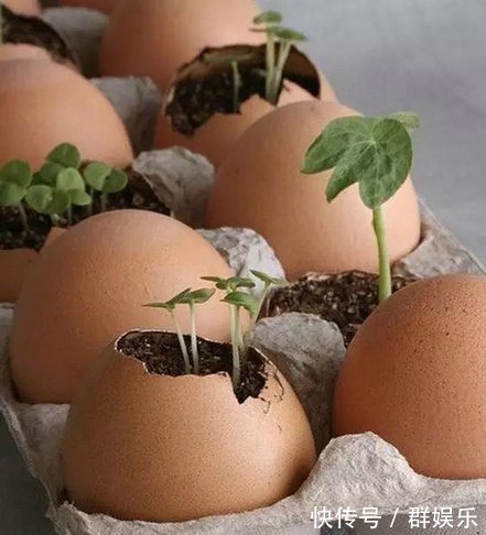 用完的鸡蛋壳千万别扔,不然让你超后悔