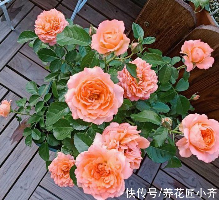 芽点|春天养月季，记住这3点，芽点饱满无盲芽，一次就能开爆盆