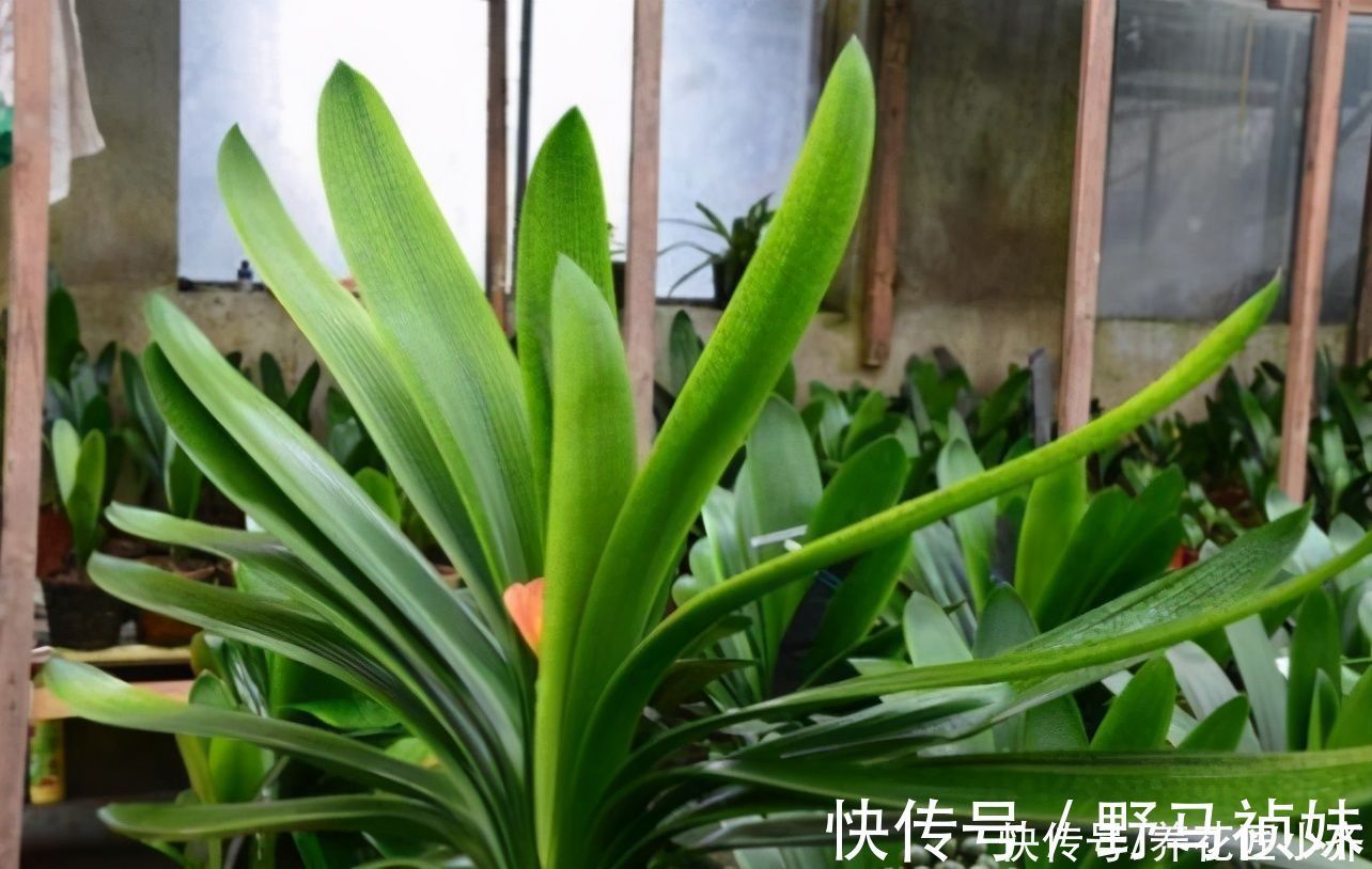 伴侣|家庭常见的喜酸性花卉，调酸补铁要定时，“醋”是很好的伴侣