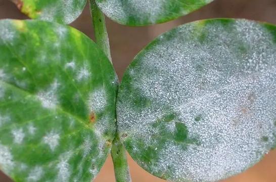 养花高手想要练成大神,处理这6件事就得游刃有余