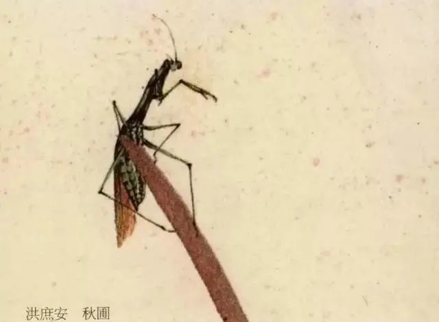蝈蝈$国画技法图典——草虫篇:蝗虫 蚂蚱 蝈蝈 螽斯 螳螂 蟋蟀