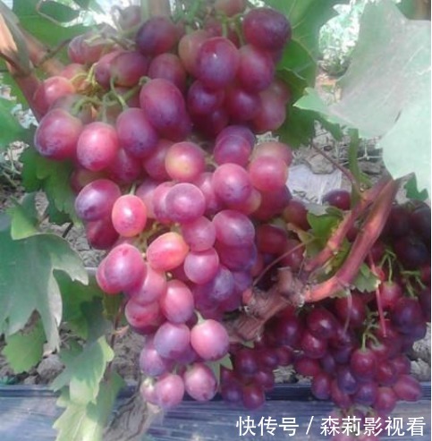 胆固醇|甲状腺结节不能吃葡萄吗?建议:这3类食物,再馋也不要贪吃