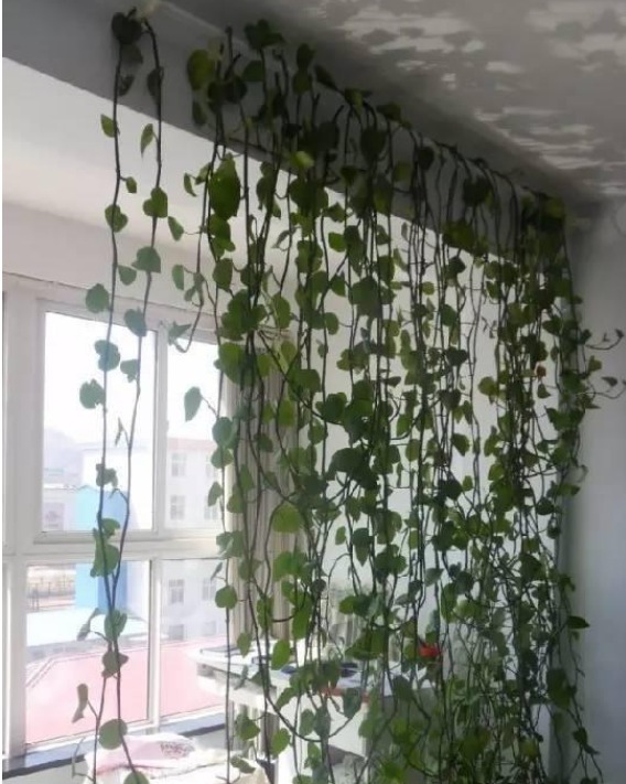 养花就养这几款,比牡丹美,比绿萝好养,开花一茬接一茬!