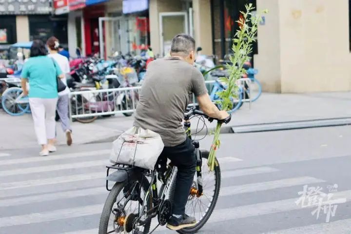 艾蒿|端午气氛组上线！但你拿的是啥？