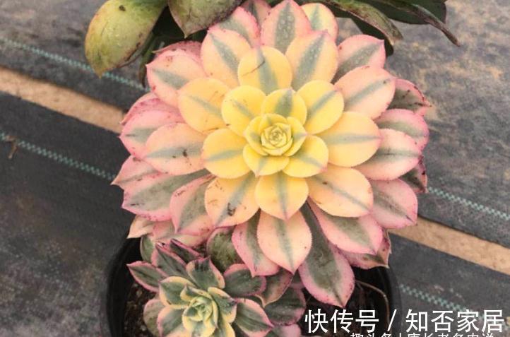 多肉法师舍不得买老桩?秋天入手小的也行,拿回家这样种很快服盆