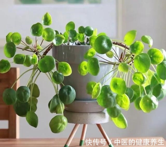 别养绿萝了,这20种耐阴植物,养在家里更合适!