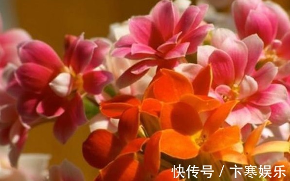 养花就养鲜艳漂亮的，不开花时可赏叶，花开色彩繁多，太美了