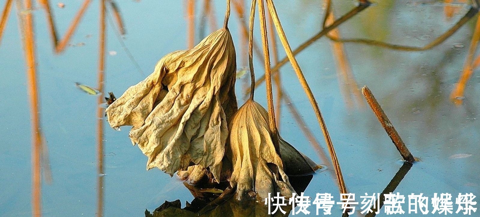 秋声!深秋的枯荷有多美,王瀚的《题败荷》,孤怀落拓的情绪尽在笔端