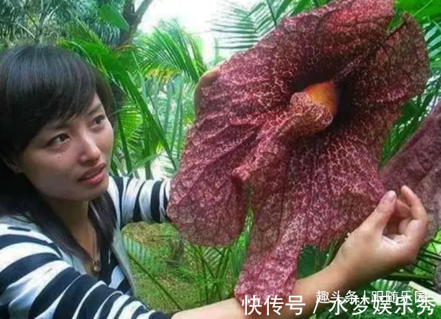 4种“吉利花”,放客厅最合适,好看又镇宅!日子过得红红火火!