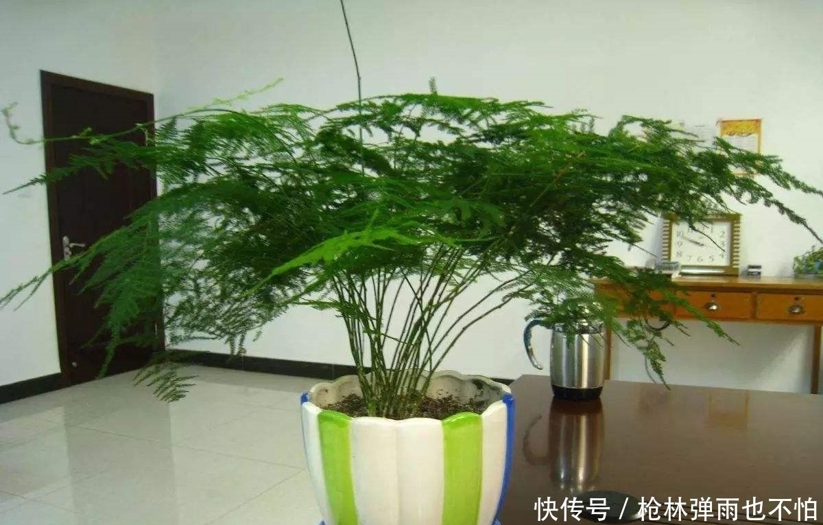 文竹黄叶不要急,给它一点“甜头”,叶片绿油油