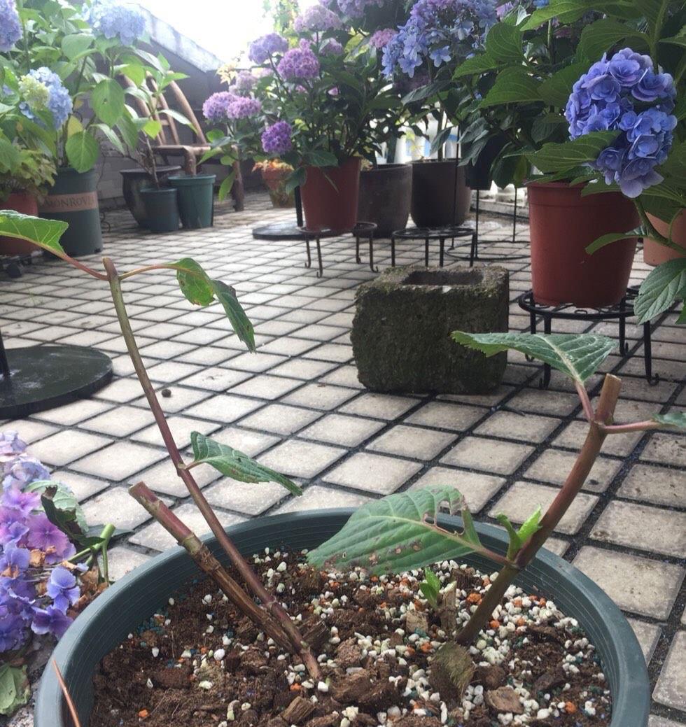 夏季|绣球花凋谢了之后,做好“3步”,来年花球更大,花开爆