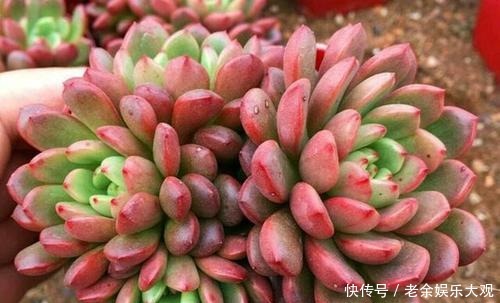 养盆多肉红宝石,不仅生长快易群生,更容易逆袭长成肉墩子!