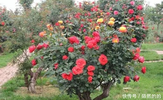 同样是“月季”,为啥他家的月季花美得格外“高级”原因在这里!