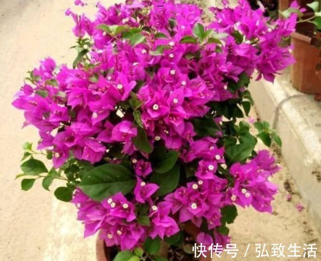 4款艳美的花卉,花大色艳花期长,看了就让人沉醉,年年开花不断