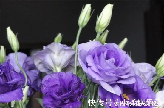 花卉|此花是优雅的花，有着鲜艳明亮的花色，代表着洁白无瑕