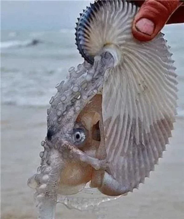 那个女人在海边发现了一个漂亮的贝壳，想把它捡回家，近看吓得尖叫