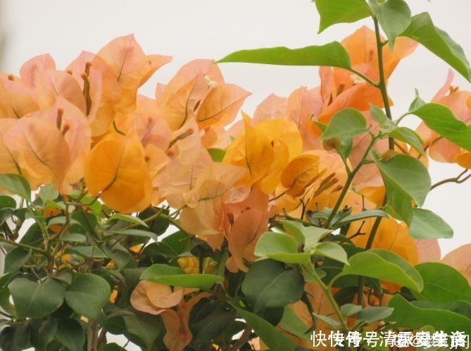 根系|三角梅只长叶子不开花,赶紧剪一刀、虐一虐,花呼呼全开!