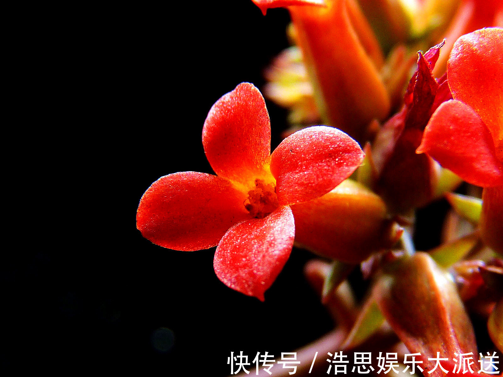 给长寿花喂一点它的汁液，不久就开出花苞，盆盆长势旺盛