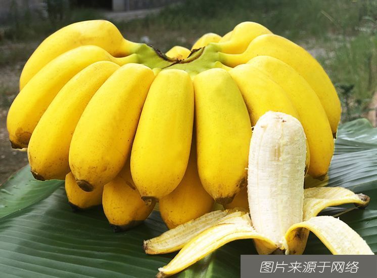 食物|人要长寿，多吃3种食物，杀菌消炎、清热解毒，润肠通便，试试看