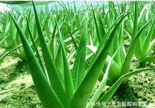 花花|卧室养花选它，人养花花也养人，空气清新改善睡眠，值得拥有！