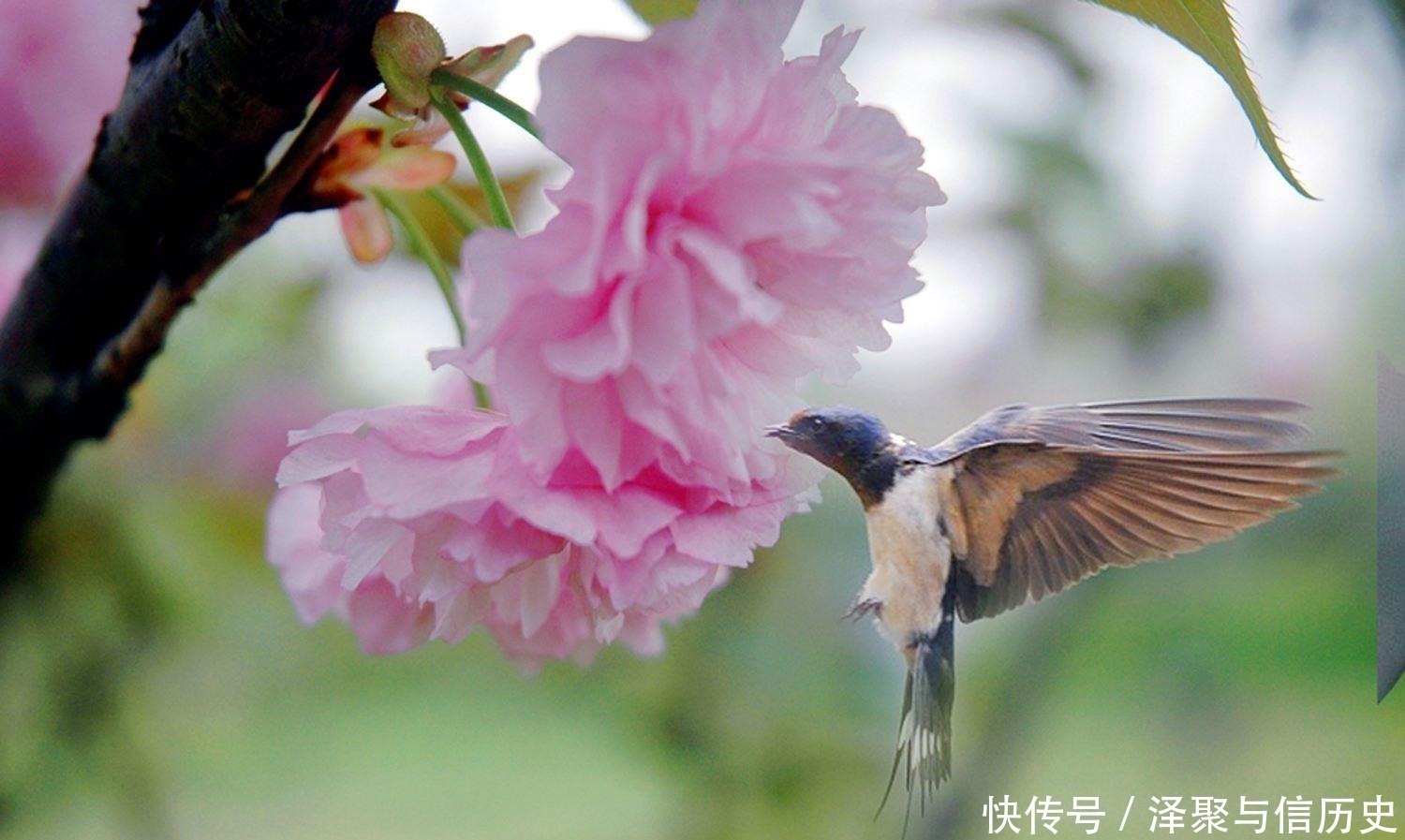 醉翁亭记|欧阳修最经典的一首词，900多年来惊艳了世人，更是无人能出其右