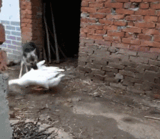 |搞笑GIF趣图:不用明说,相信大家心里已经明白怎么回事了