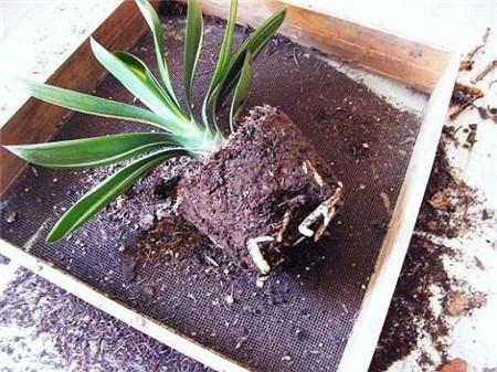 君子兰换盆有具体步骤,一共五步都很重要,少一步服盆差不开花