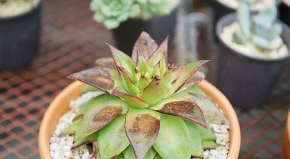  正午|多肉度夏8大死亡原因，不知道，你的多肉就危险了！