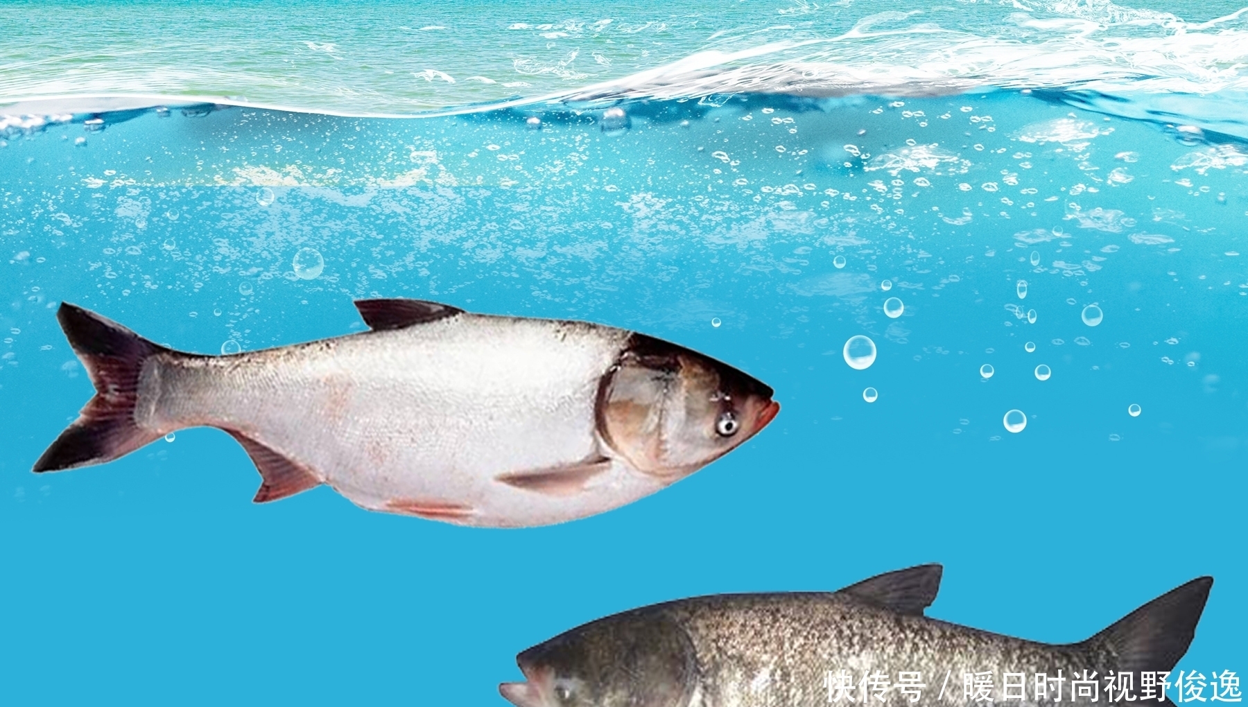 鲢鳙|鲢鳙鱼最喜欢什么味型的食物?鲢鳙鱼的垂钓技巧和用饵方法