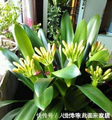 李大姐养君子兰,开春切一刀,养60天,冒出9个芽,要爆盆了