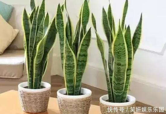 养花人,端正这几种心态,没有什么花养不好