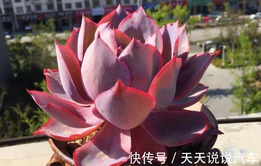 6种经典的薄叶多肉,每一种都仙气十足,好养好看容易出状态