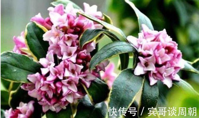 花朵|正月过后,有钱人都养5种花,不仅名字好听,花也漂亮