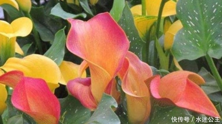 家养“3种花”,花大色艳花期长,盛开时繁花似锦,花色美轮美奂