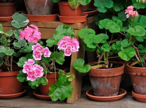 花卉|6个养花的“坏习惯”,难怪总是养不好花,现在纠正也不晚!