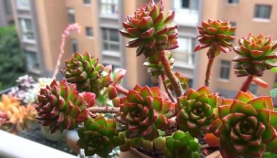 到了暖春，盆栽多肉该怎样施肥，用什么肥好？