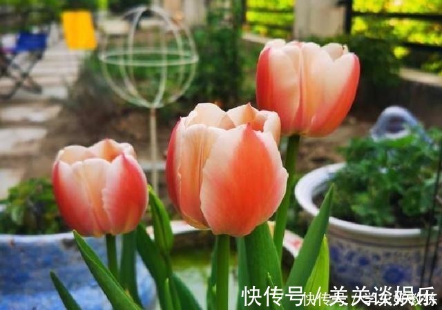 五色梅|懂花的人,都不在客厅养“5种花”,会被人笑话,家里有的快处理!