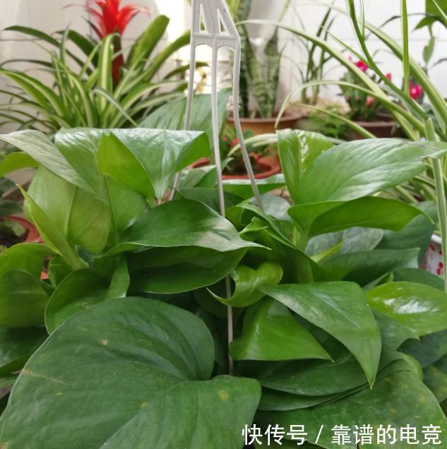 用啤酒浇花,家里的花疯长