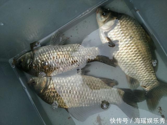 钓鱼|农村怪现象：不喝小酒不打牌，钓鱼的人却越来越多，这是为何？
