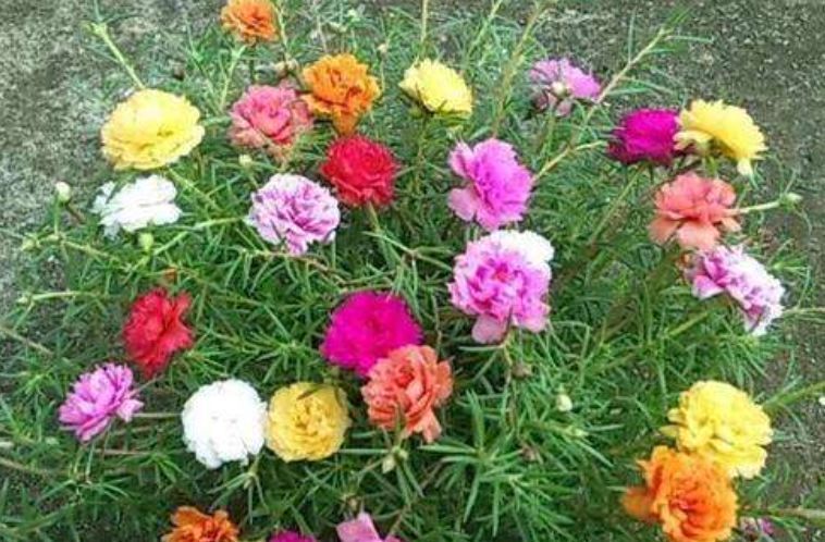 家里养太阳花,多修剪、多施肥,开花又多又漂亮!新手也能养好它