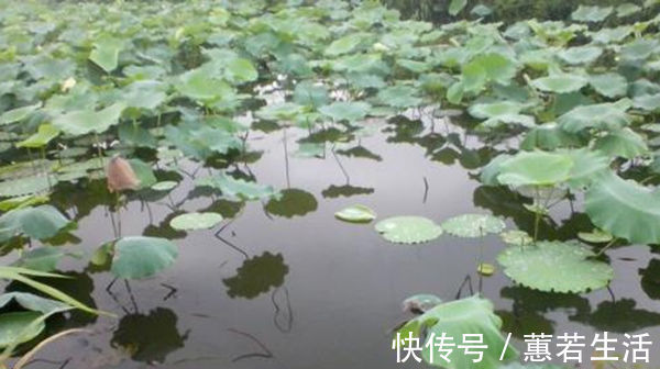 夏季|三伏天野钓,鱼喜欢扎堆在这些地方,钓点选这些位置,一钓一个准